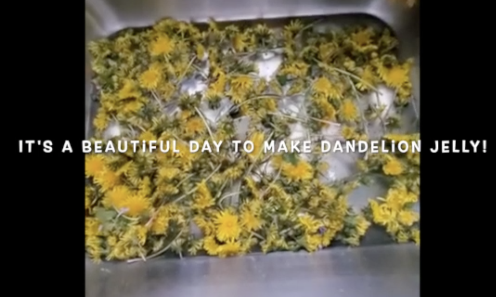 It’s a beautiful day to make dandelion jelly!
