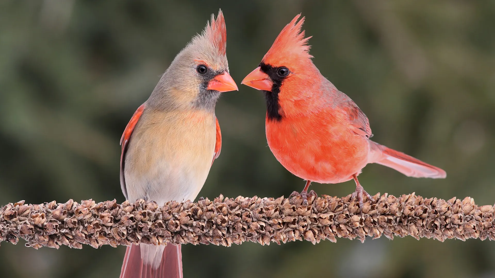 They are cardinals, now I am happy.