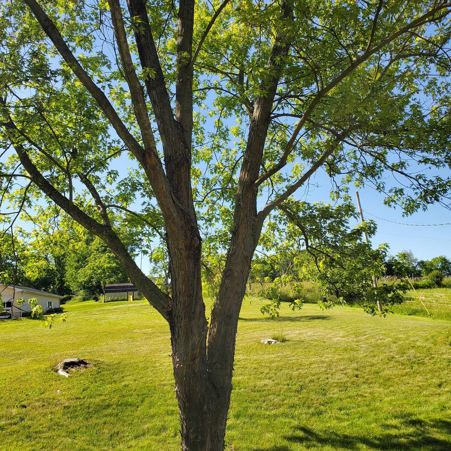 Secrets about how people kill trees, and sometimes on purpose.