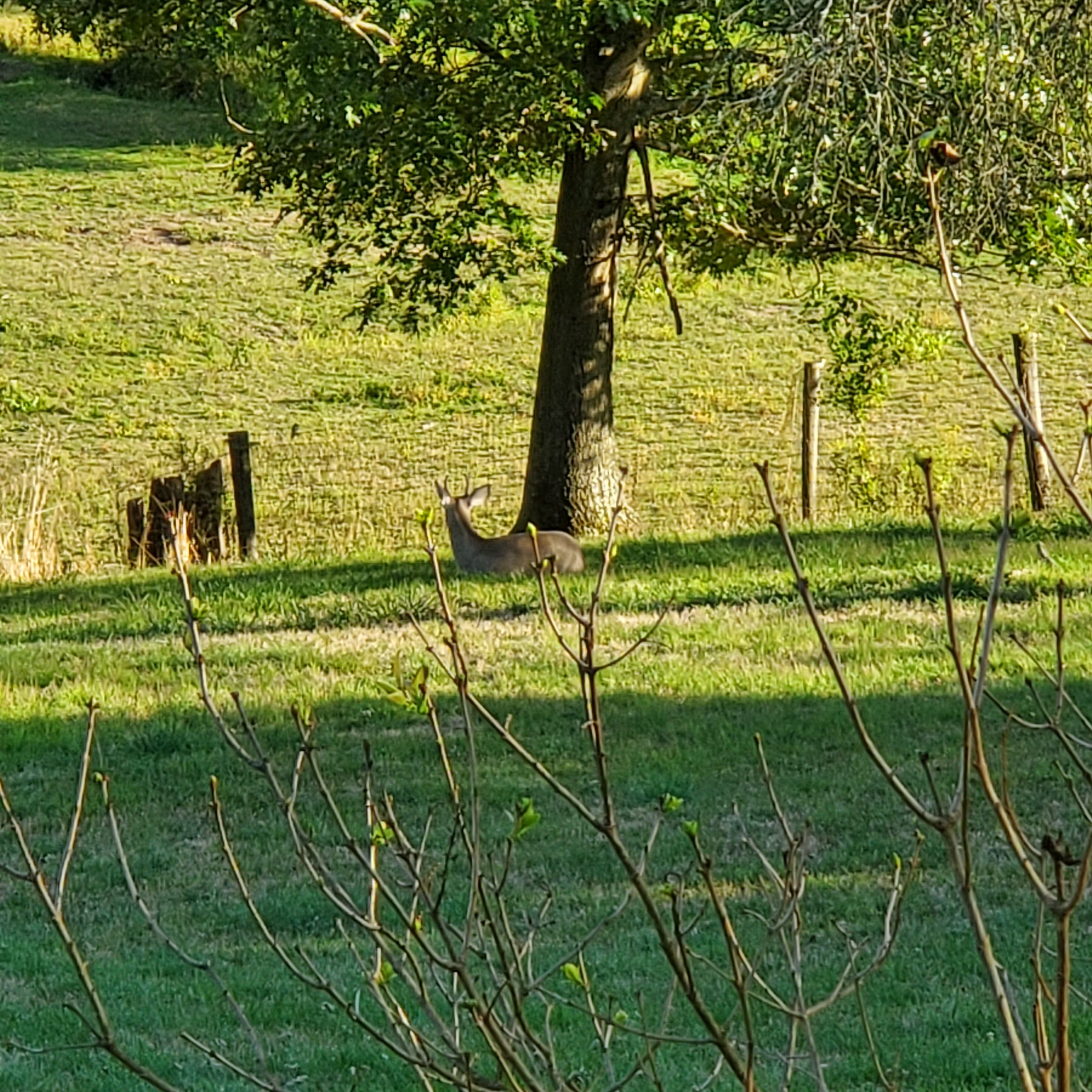 A young buck enjoying God’s green pasture. 6:12 p.m. 091024