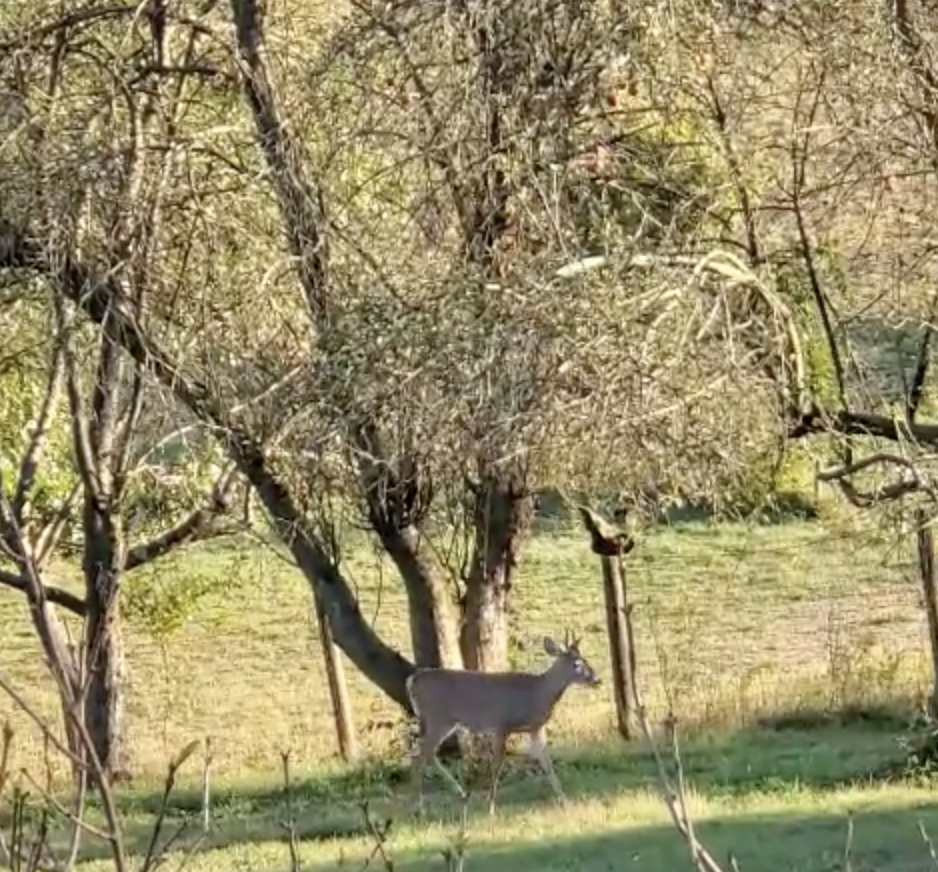 A young buck and his family enjoying our yard.