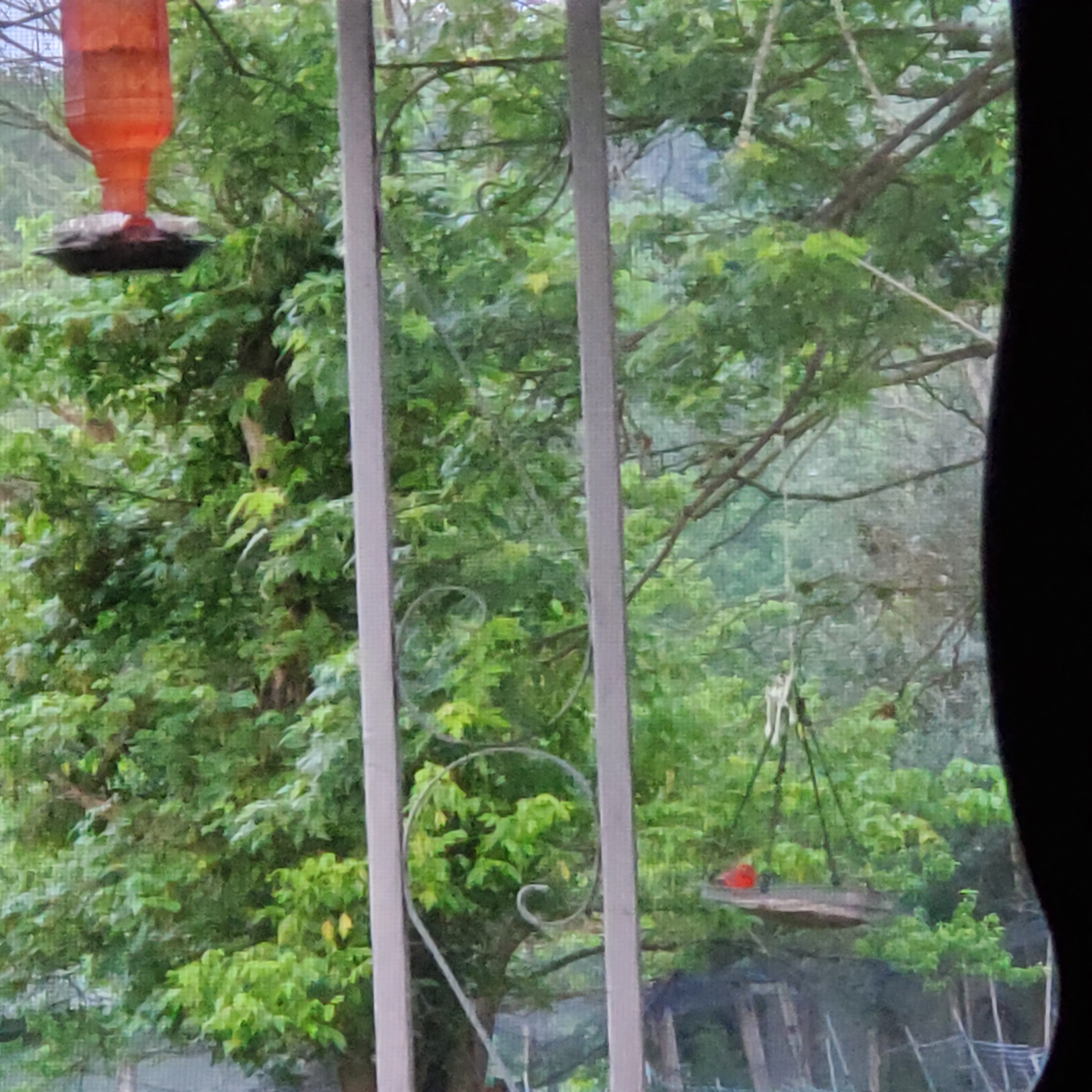 Morning clash of wings.