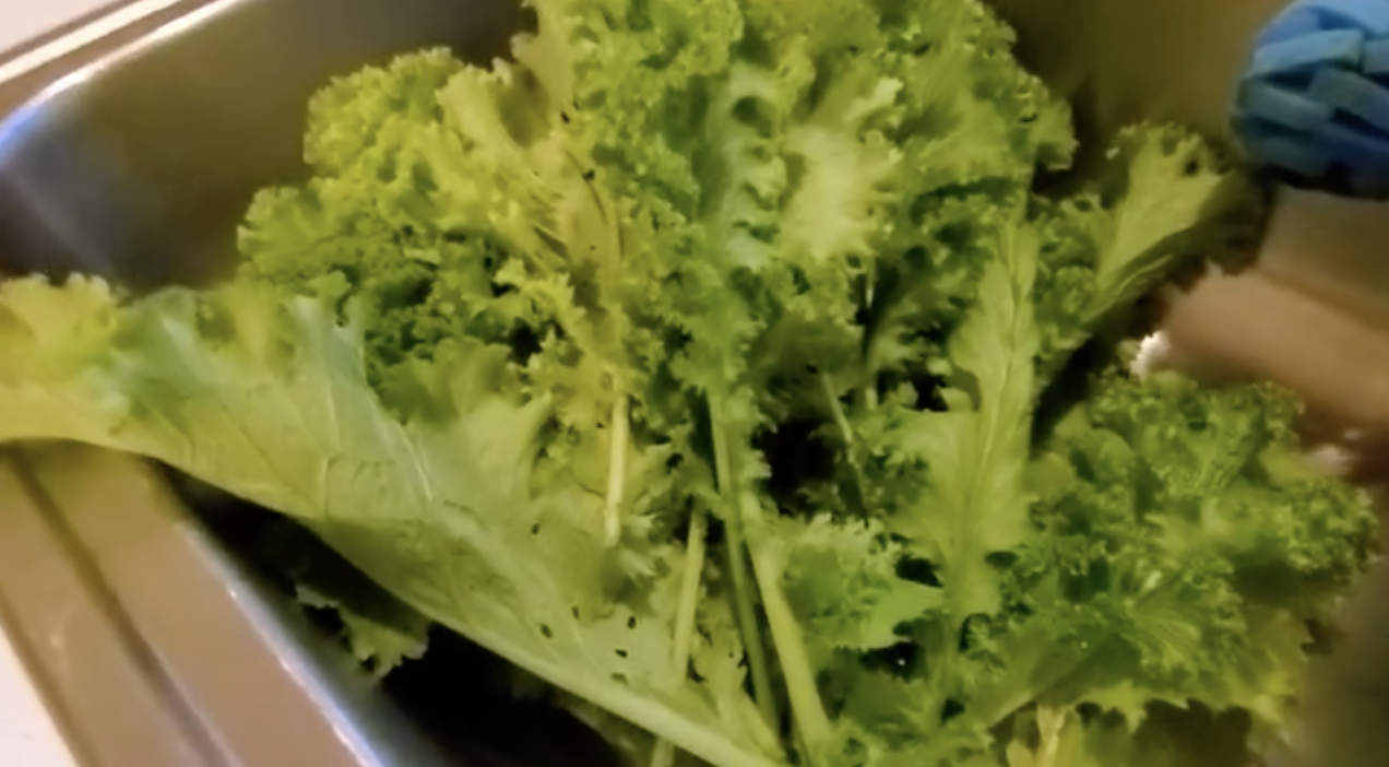 Picked our greens after the frost for better taste #greens