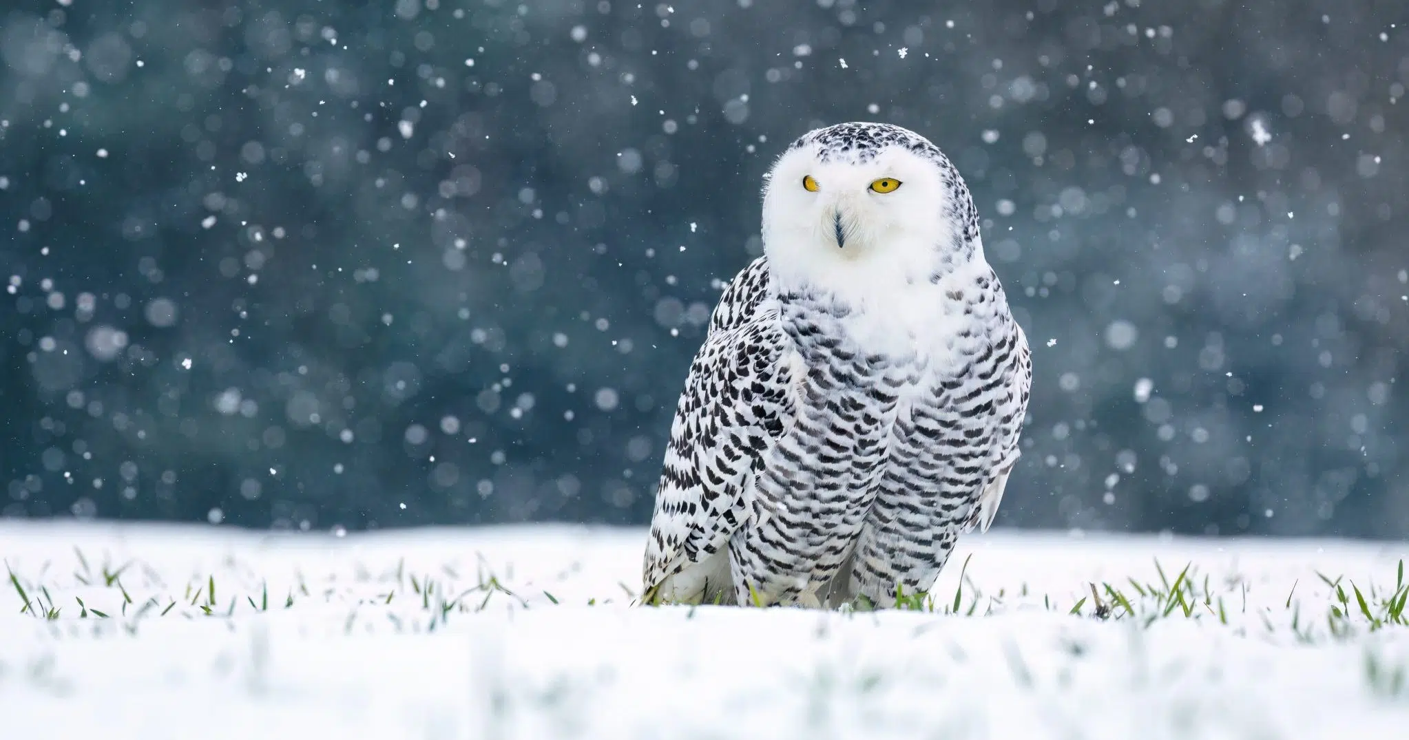 Is swaying a sign of a Wise Person?