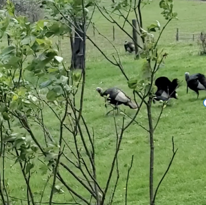 My friends helping me to clean outside. #nature